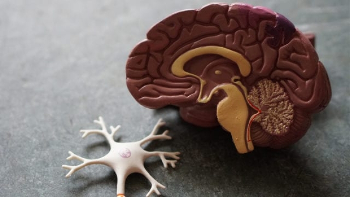 La amígdala cerebral humana es clave en la evolución del Alzheimer