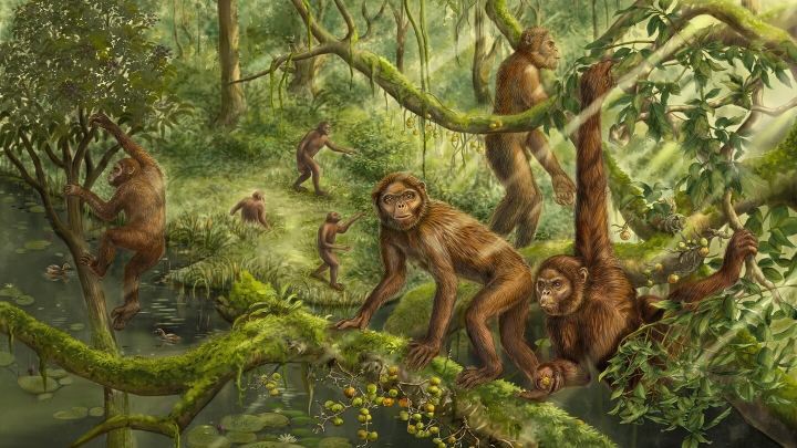 Fósil del oído interno de un simio del Mioceno revela orígenes del bipedismo