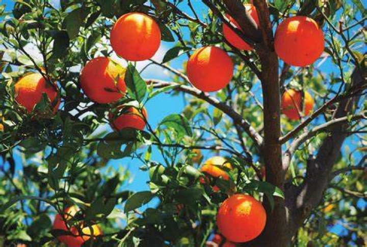 Cuidados esenciales para árboles frutales en primavera
