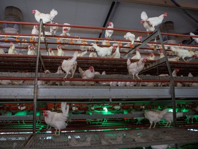 Buscan contener brote de gripe aviar en 5 estados