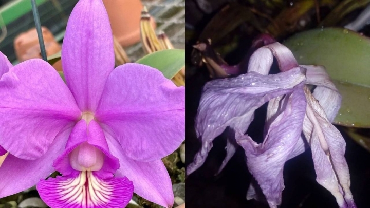 Cómo revivir una orquídea seca o sin hojas en 5 sencillos pasos