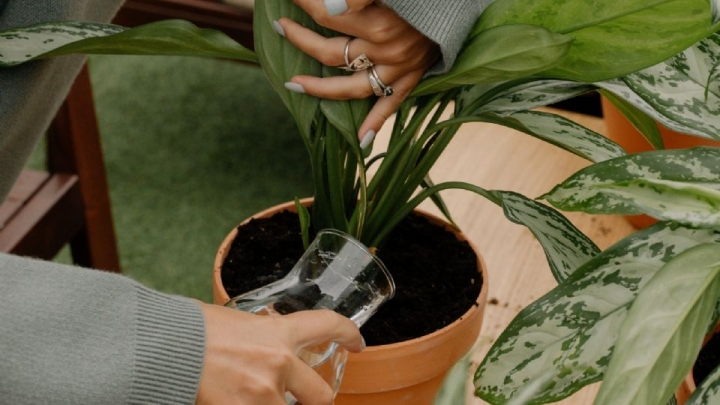 ¿Cuál es la hora ideal para regar las plantas?