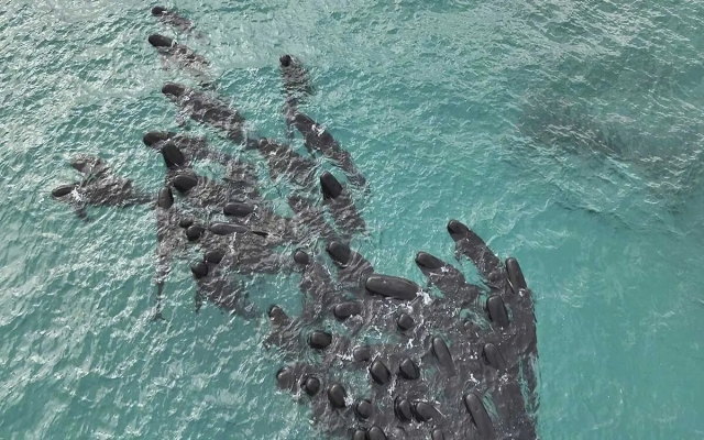 Mueren 97 ballenas piloto varadas en Australia