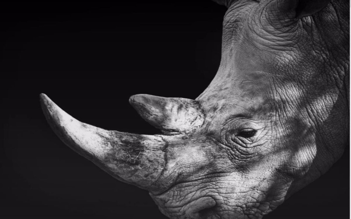Científicos logran obtener nuevos embriones de rinoceronte blanco del norte