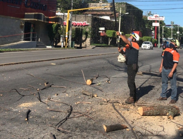 Atiende PC Cuernavaca colapso de árbol en avenida Plan de Ayala