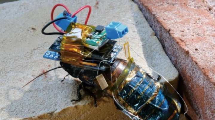 Cucarachas convertidas en cyborg recargables y controladas a distancia