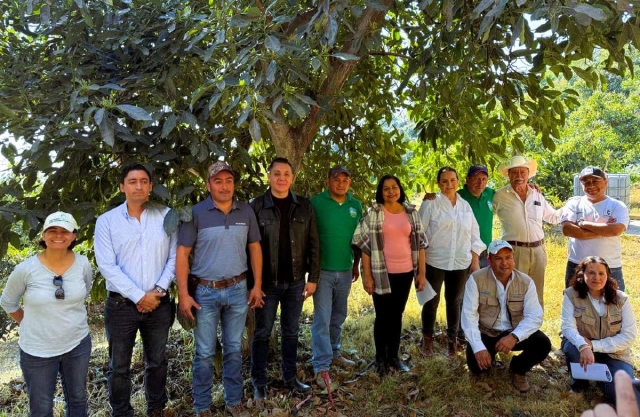 Los productores de aguacate serán capacitados.