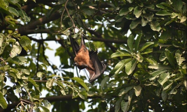 “Especies de murciélagos no identificadas pueden ser repertorios de virus”: asegura experta