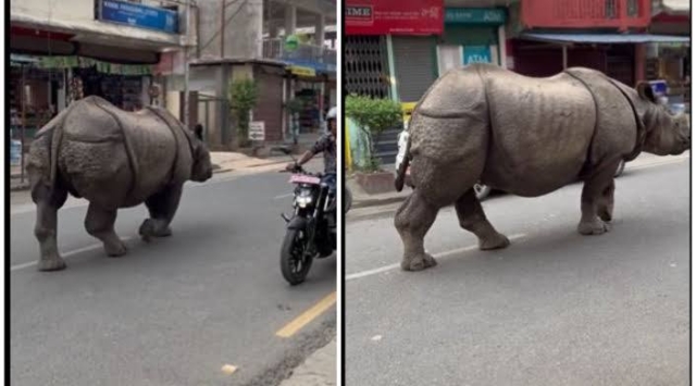 Impactante video: Rinoceronte casi embiste a motociclista en Nepal