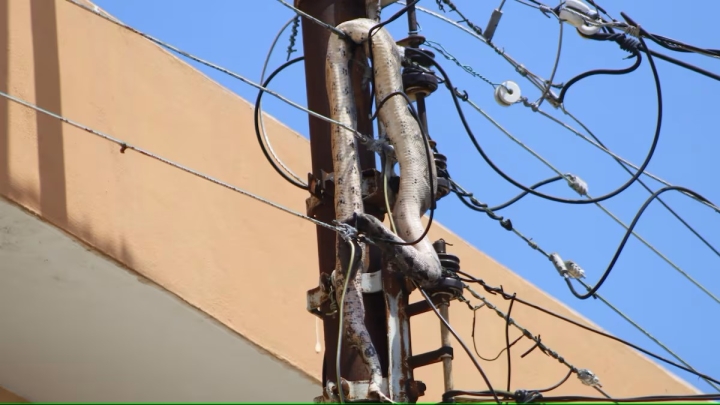 Boa provoca apagón en Mérida al quedar atrapada en cables de luz