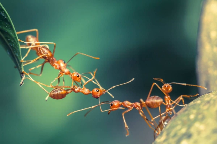 Hormigas se dan besos para intercambiar proteínas y nutrientes: estudio