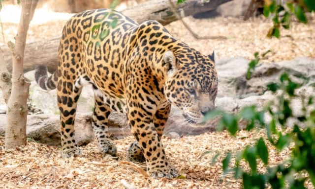 Día Internacional del Jaguar: ¿qué se hace en AL para preservar a este felino?