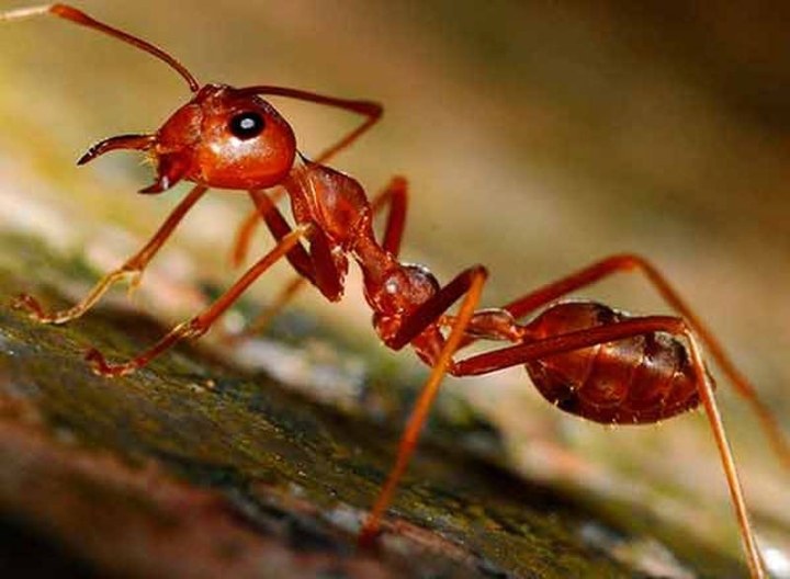 ¿Cómo se ve el rostro de una hormiga? Fotógrafo logra captarlo y el resultado es ‘aterrador’