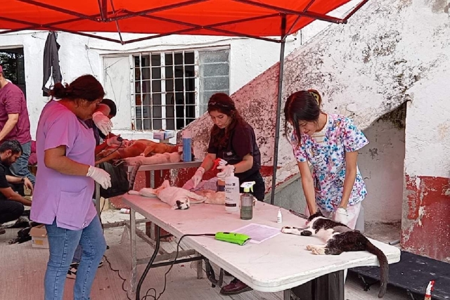 100 perros y gatos fueron sometidos a las cirugías.