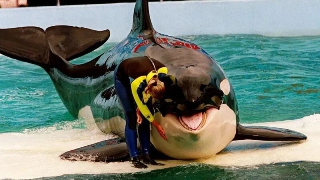Liberan a la orca &#039;Lolita&#039; tras 50 años de vivir en cautiverio en un acuario de Miami