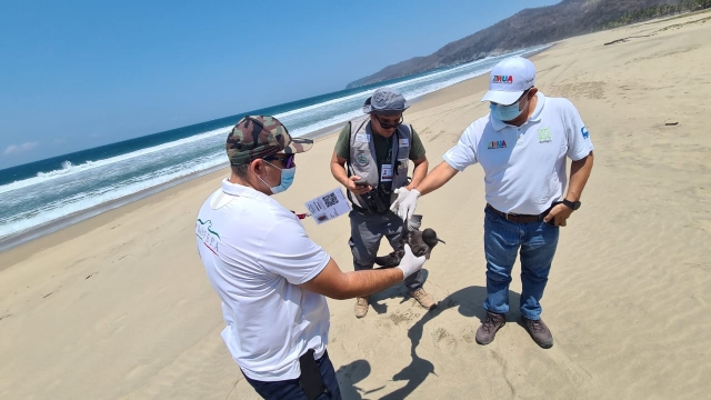 Investigan la muerte de cientos de aves en el Pacífico mexicano