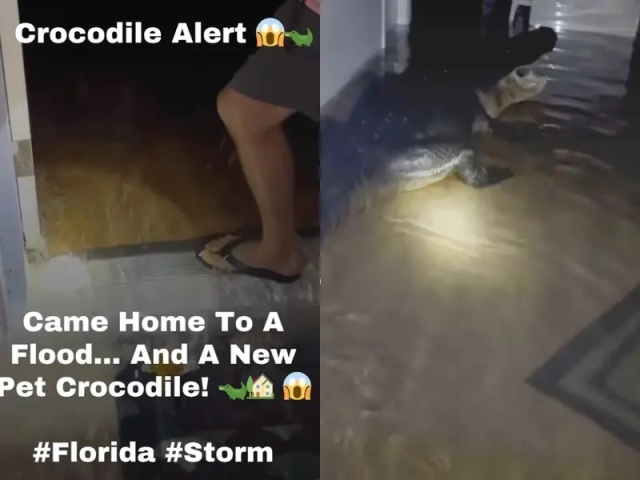 Viral: Cocodrilo invade casa tras huracán Milton en Florida