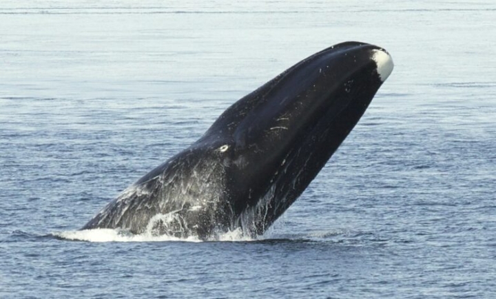 Ballenas cabeza de arco no atraviesan el Océano Pacífico por cambios climáticos