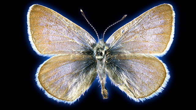 La historia del primer insecto extinguido a causa de la actividad humana