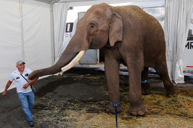 Rescatan elefante que fue abandonado por un Circo.