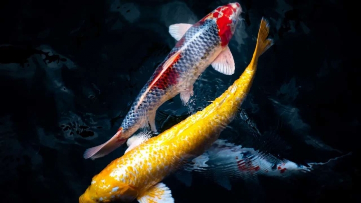 ¿Por qué los peces Koi son tan caros? Pueden valer MILLONES