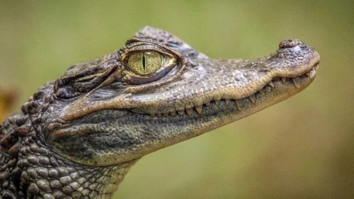 Experimento con lagartos revela adaptación más veloz a la que predijo Darwin