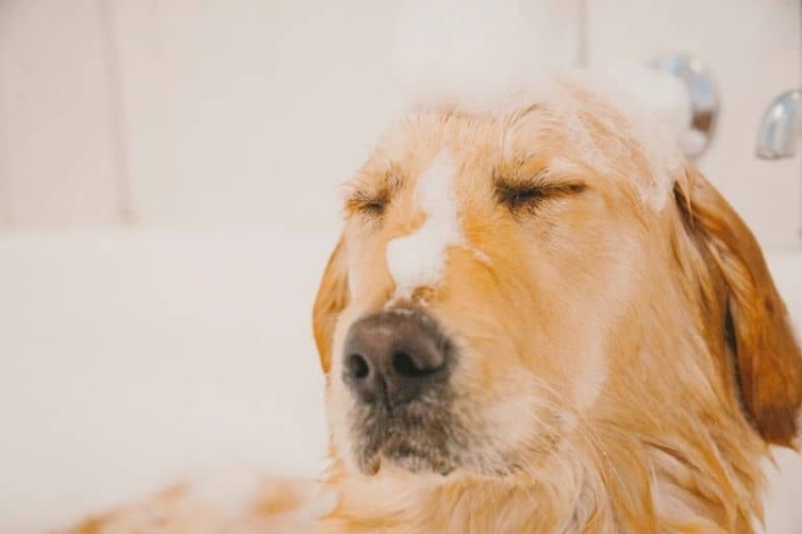 ¿Cada cuánto se debe bañar a un perro?