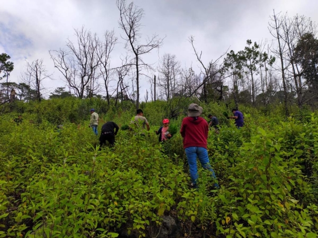 La Secretaría de Desarrollo Sustentable del gobierno estatal realizó la plantación de 800 pinos en el paraje “Tepepa”, en el municipio de Tlalnepantla. 