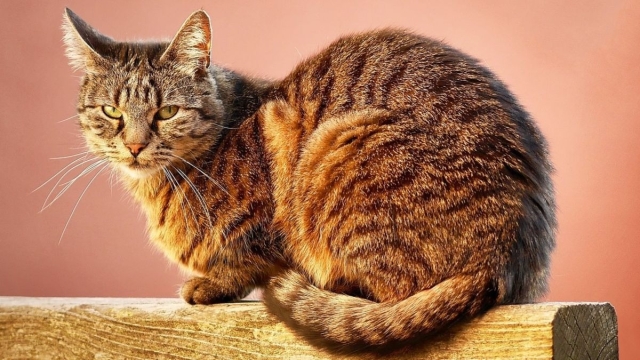 20 de febrero, día del gato: ¿Por qué se celebra tres veces al año?