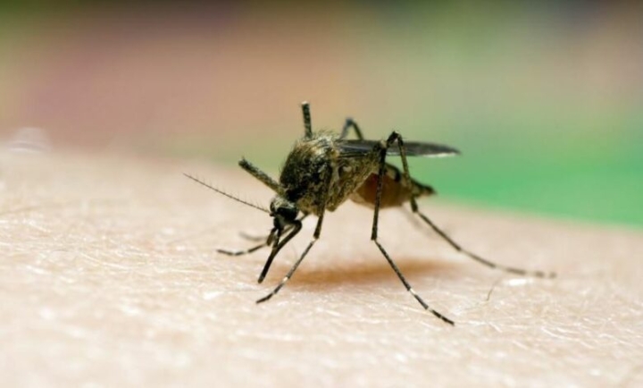 Cinvestav estudia vuelo de mosquitos para reducir transmisión de enfermedades