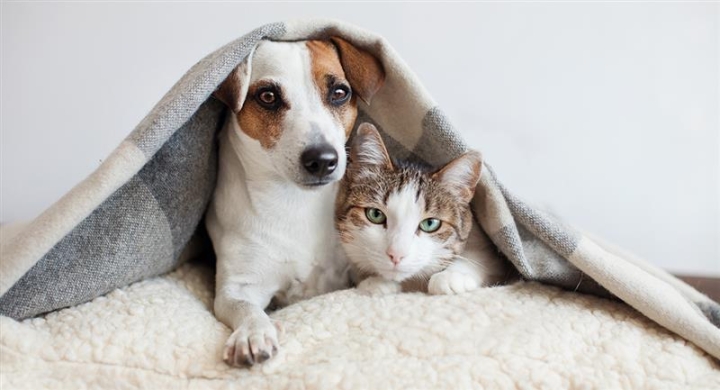 Consejos para cuidar a tus perros y gatos en temporada de frío