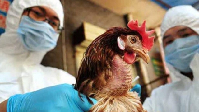 Detectan primer caso de Gripe aviar H10N3 en humanos