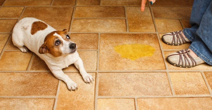 Limpiar la orina de perro o gato con cloro es un grave error, esta es la razón