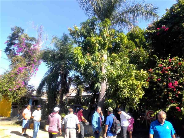 Vecinos y activistas impidieron la destrucción de la palmera.
