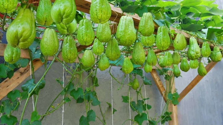 Cómo Cultivar Chayotes en Casa: Guía Paso a Paso