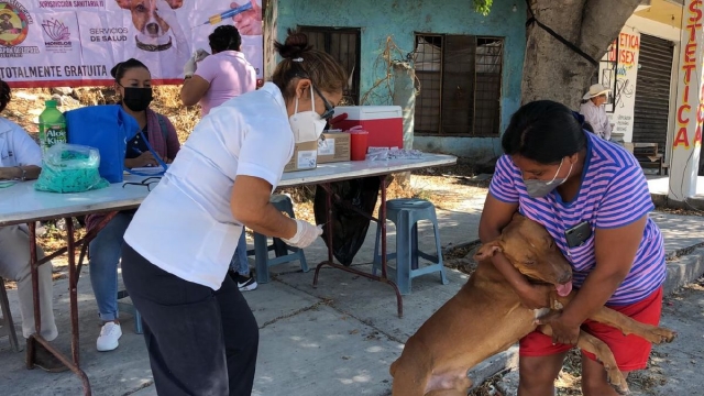 Vecinos de Tlaltizapán pueden vacunar a sus mascotas de manera gratuita en la campaña que actualmente se realiza y que concluirá el próximo 8 de abril.