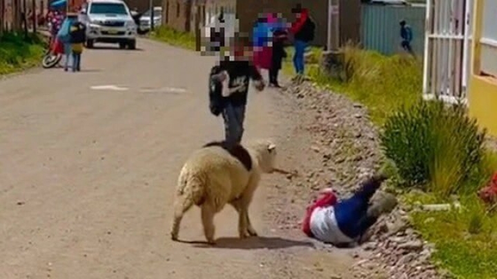 Conoce a ‘La Pepo’, la oveja callejera que ataca personas en Perú