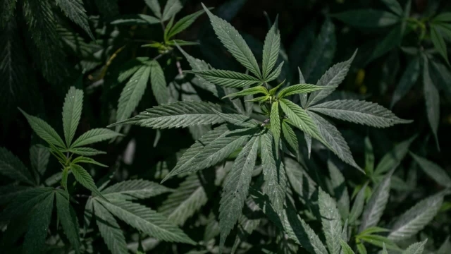 SCJN publica fallo que avala despenalización del uso lúdico de la marihuana.