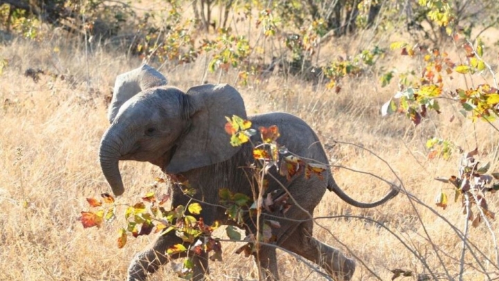 Por qué los elefantes africanos están naciendo sin colmillos