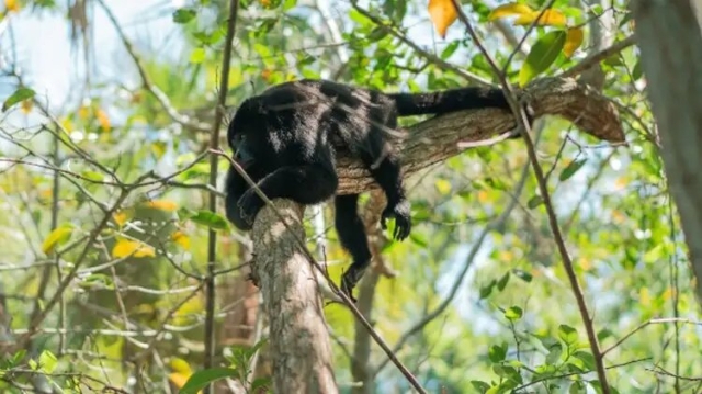 Crean protocolo para proteger monos saraguatos en Tabasco