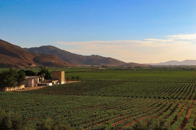 Conoce el Valle de Guadalupe: el corazón del vino mexicano