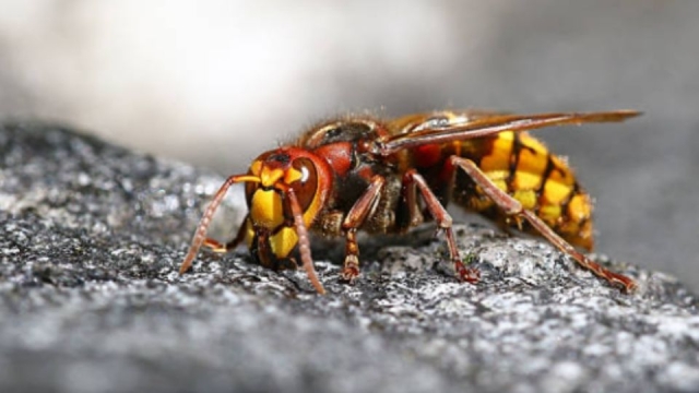 El ‘avispón asesino’: una plaga mortal y devoradora de abejas que ha puesto a Reino Unido en alerta