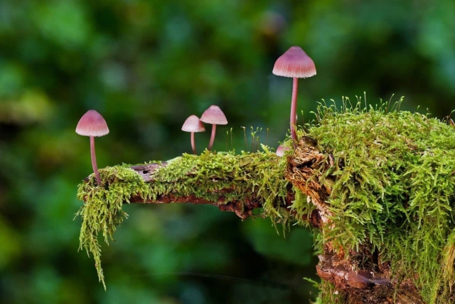 La simbiosis entre hongos y plantas, un ejemplo de colaboración y beneficio mutuo