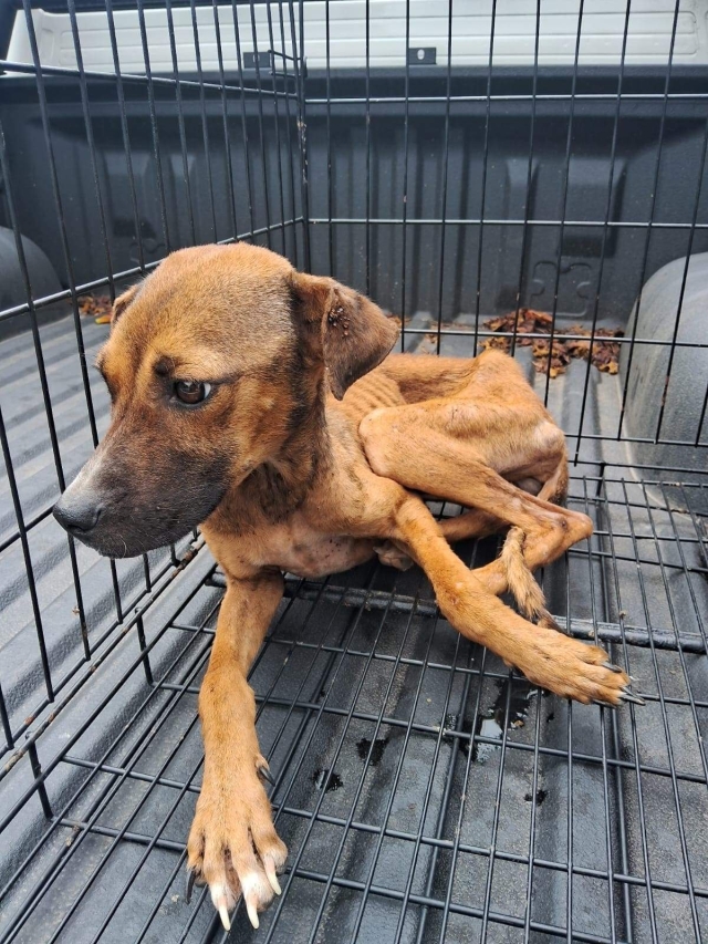 Los cambios en el Código Penal del estado establecen diversas situaciones de maltrato y crueldad animal.