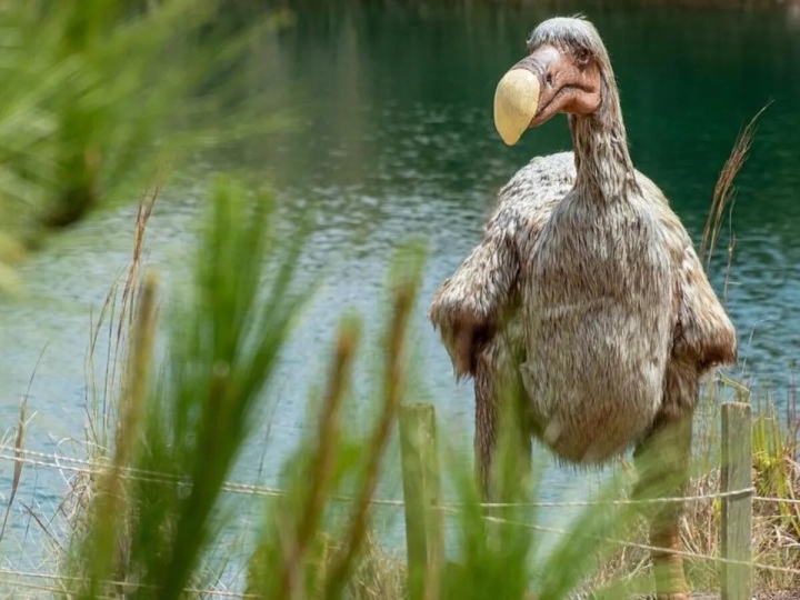 El extinto pájaro dodo podría volver a la vida gracias a las células madre
