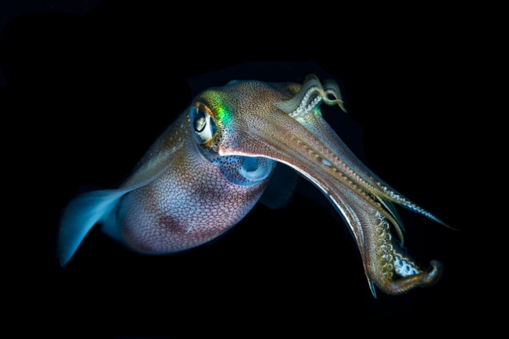 El sistema nervioso de los calamares revela nueva información sobre el cerebro humano
