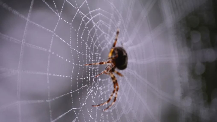 Cómo identificar a una araña venenosa para no ponerte en riesgo
