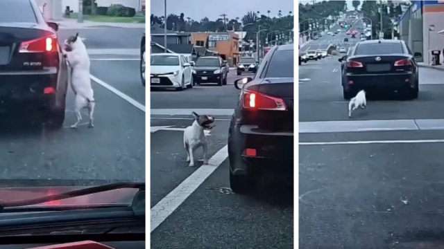 Perrito es abandonado en autopista y persigue el auto por cuadras
