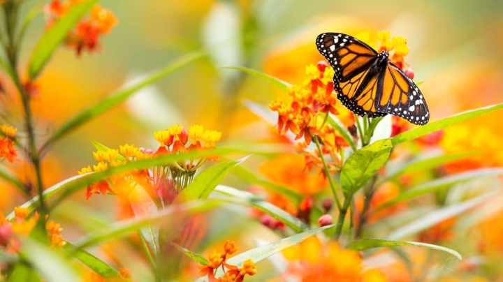 Biólogos descubren cómo algunos animales pueden alimentarse de mariposas tóxicas sin morir