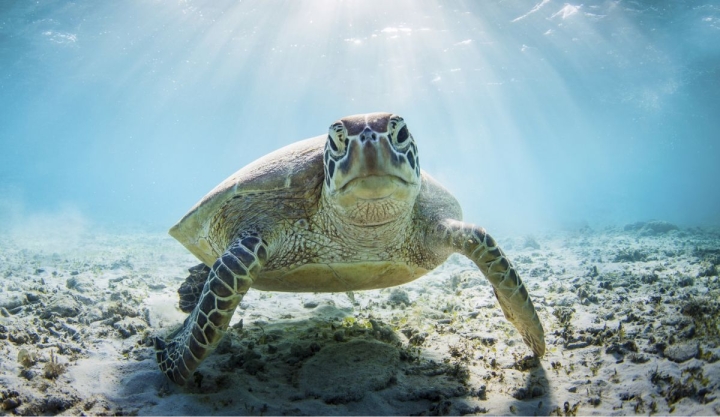 ¿Sabías que las tortugas necesitan nuestra ayuda más que nunca?